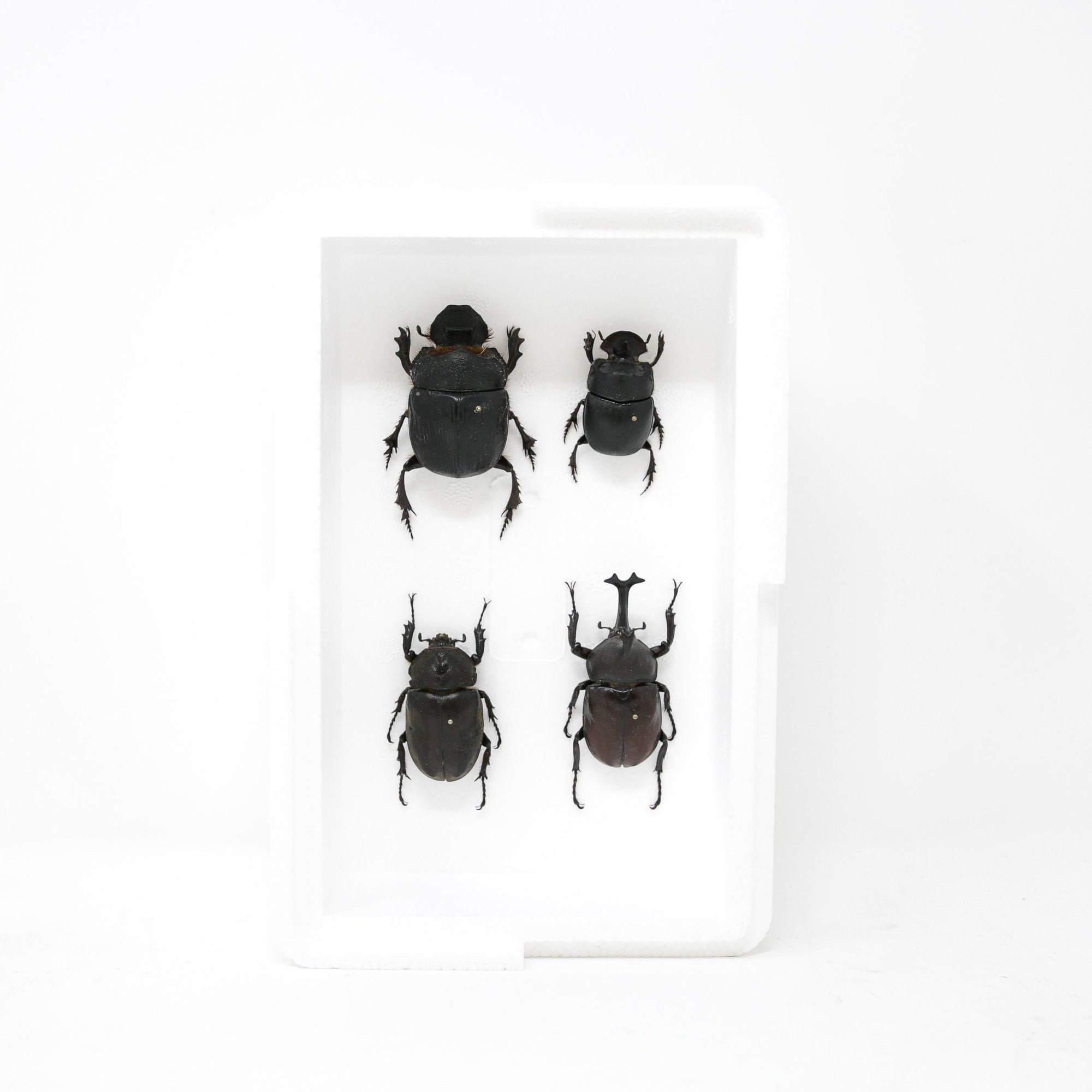 Giant Scarabs & Rhino Beetles Collection, Inc. Scientific Collection Data, A1 Quality, Entomology, Real Insect Specimens (#16)