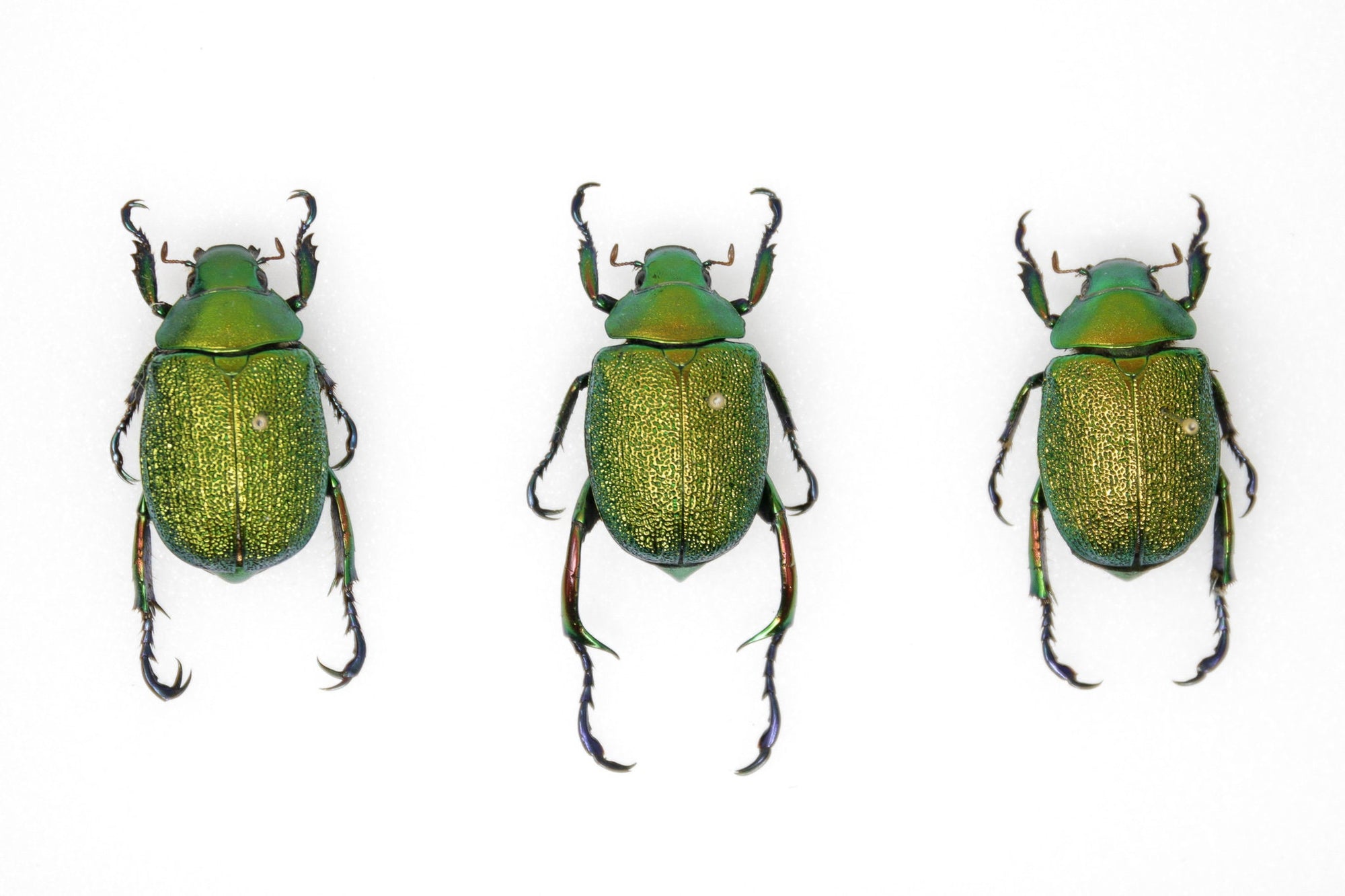 Metallic Green Beetle Collection (Chrysophora chrysochlora) Inc. Scientific Collection Data, A1 Quality, Entomology (#12)