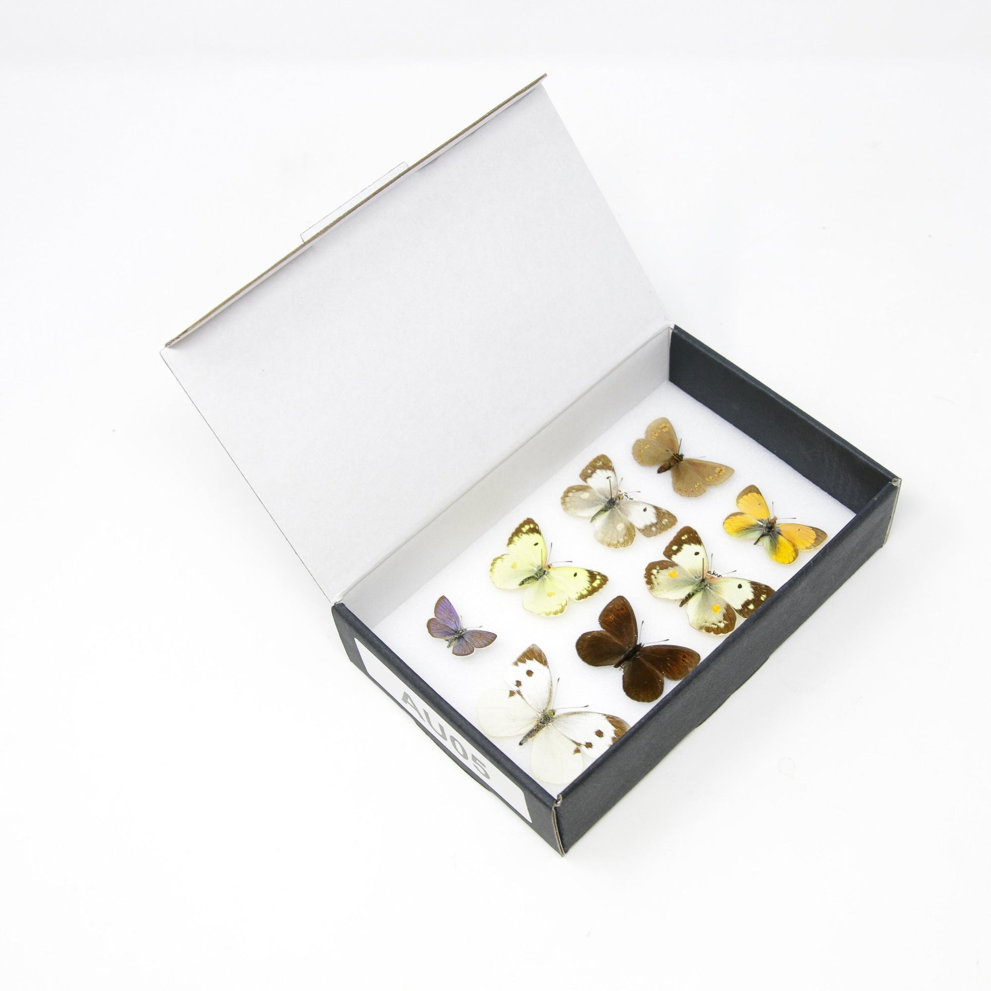 A Boxed Collection of Pretty Vintage Butterflies with Scientific Collection Data, A1 Quality, Entomology, Real Lepidoptera Specimens #AU05