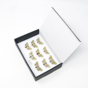 A Boxed Collection of Pretty Vintage Moths with Scientific Collection Data, A1 Quality, Entomology, Real Lepidoptera Specimens #AU06