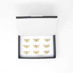 A Boxed Collection of Pretty Vintage Moths, Yellow-line Quaker Moths with Scientific Collection Data, A1 Quality, Entomology Specimens #AU07