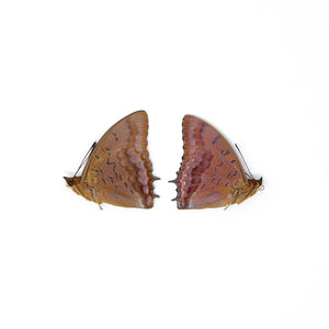 TWO (2) The Violet-Washed Charaxes (Charaxes iucretius intermedius) Dry-Preserved Specimens, Entomology Taxidermy Lepidoptera Butterflies