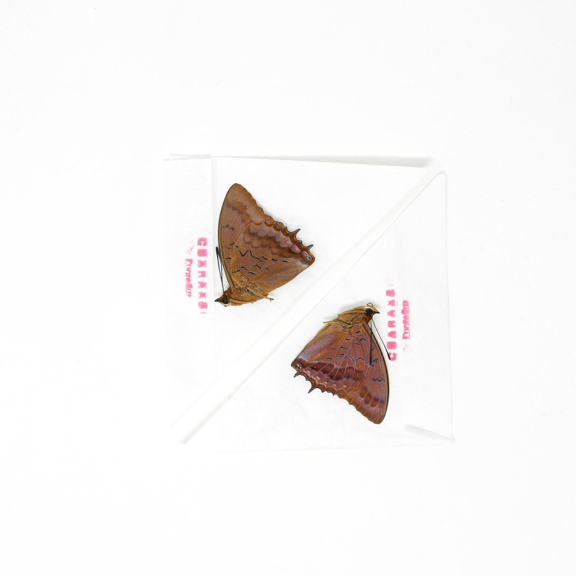 TWO (2) The Violet-Washed Charaxes (Charaxes iucretius intermedius) Dry-Preserved Specimens, Entomology Taxidermy Lepidoptera Butterflies