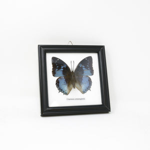 The Western Blue Charaxes (Charaxes smaragdalis) | Real Butterfly Mounted Under Glass, Wall Hanging Home Décor Framed 5 x 5 In. Gift Boxed