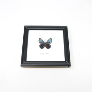 The Peru Metalmark (Necyria duellona) | Real Butterfly Mounted Under Glass, Wall Hanging Home Décor Framed 5 x 5 In. Gift Boxed
