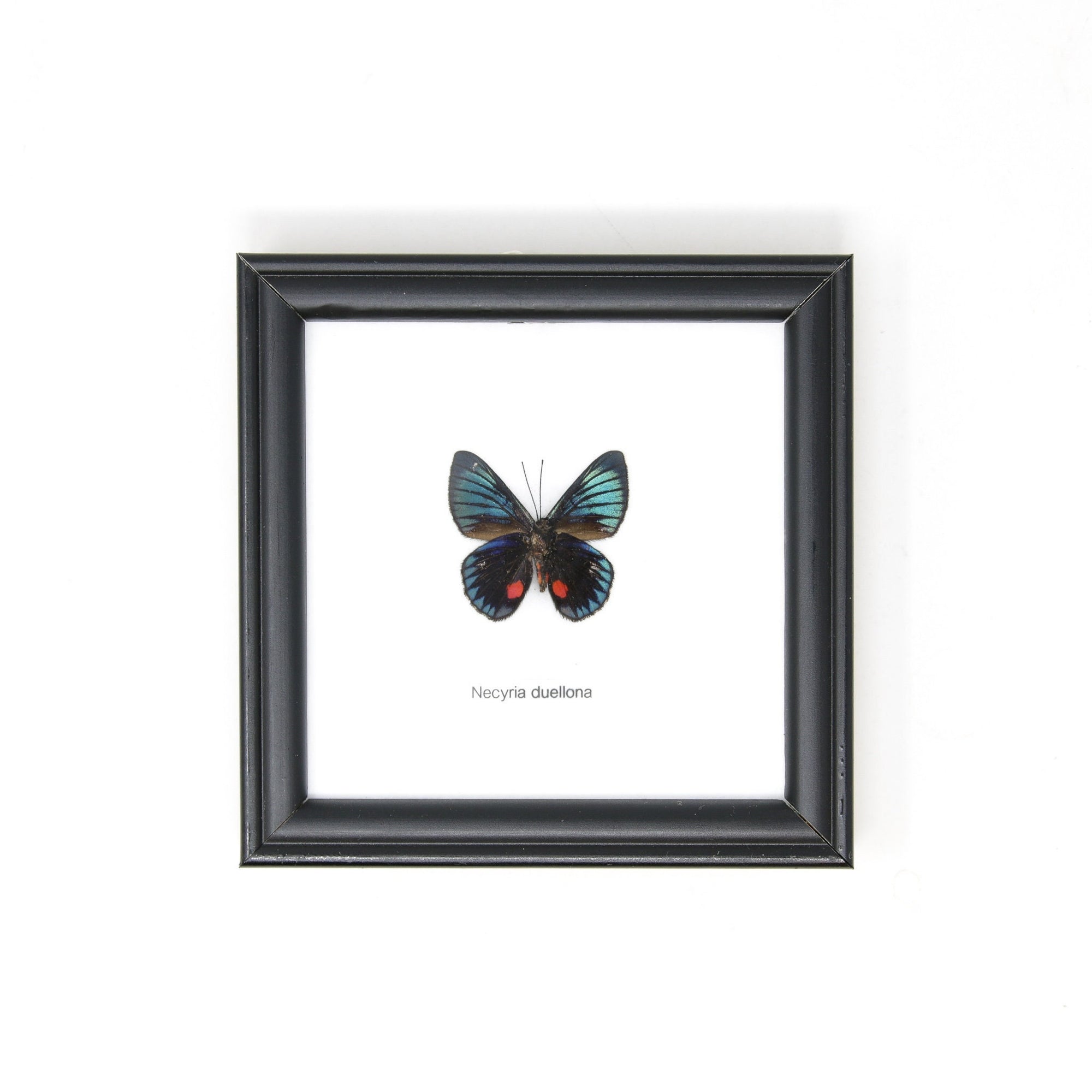 The Peru Metalmark (Necyria duellona) | Real Butterfly Mounted Under Glass, Wall Hanging Home Décor Framed 5 x 5 In. Gift Boxed