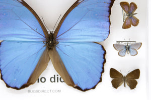 Blue Morpho & Assorted Butterflies, A1 Quality, Entomology, Real Lepidoptera Specimens #SE54