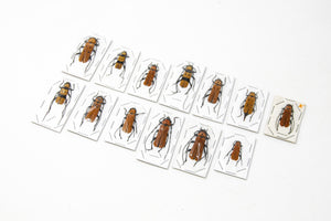 A Collection of 13 Red Beetle Specimens from Thailand, A1 to A- condition, Dry-Preserved Specimens, Entomology Taxidermy Coleoptera AU11