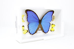 Blue Morpho & Assorted Butterflies, A1 Quality, Entomology, Real Lepidoptera Specimens #SE55