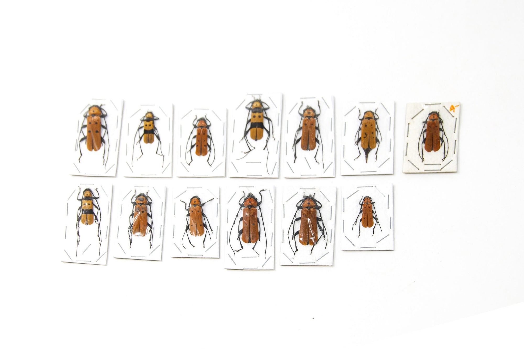 A Collection of 13 Red Beetle Specimens from Thailand, A1 to A- condition, Dry-Preserved Specimens, Entomology Taxidermy Coleoptera AU11