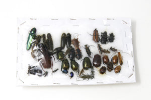 Insect Specimen Collection, Laos 2021 (Southeast Asia) Set #506