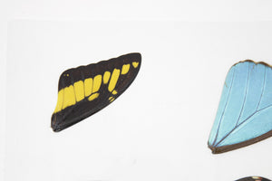 Laminated Sheet of Real Butterfly Wings | A5 Glossy 80 mic 154 x 216mm #AW2