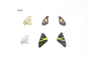 Laminated Sheet of Real Butterfly Wings | A5 Glossy 80 mic 154 x 216mm #AW4