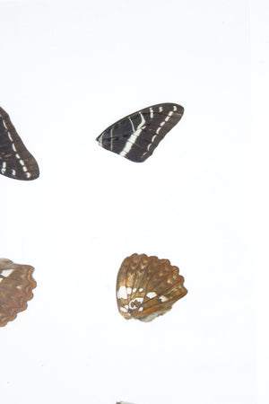 Laminated Sheet of Real Butterfly Wings | A5 Glossy 80 mic 154 x 216mm #AW8