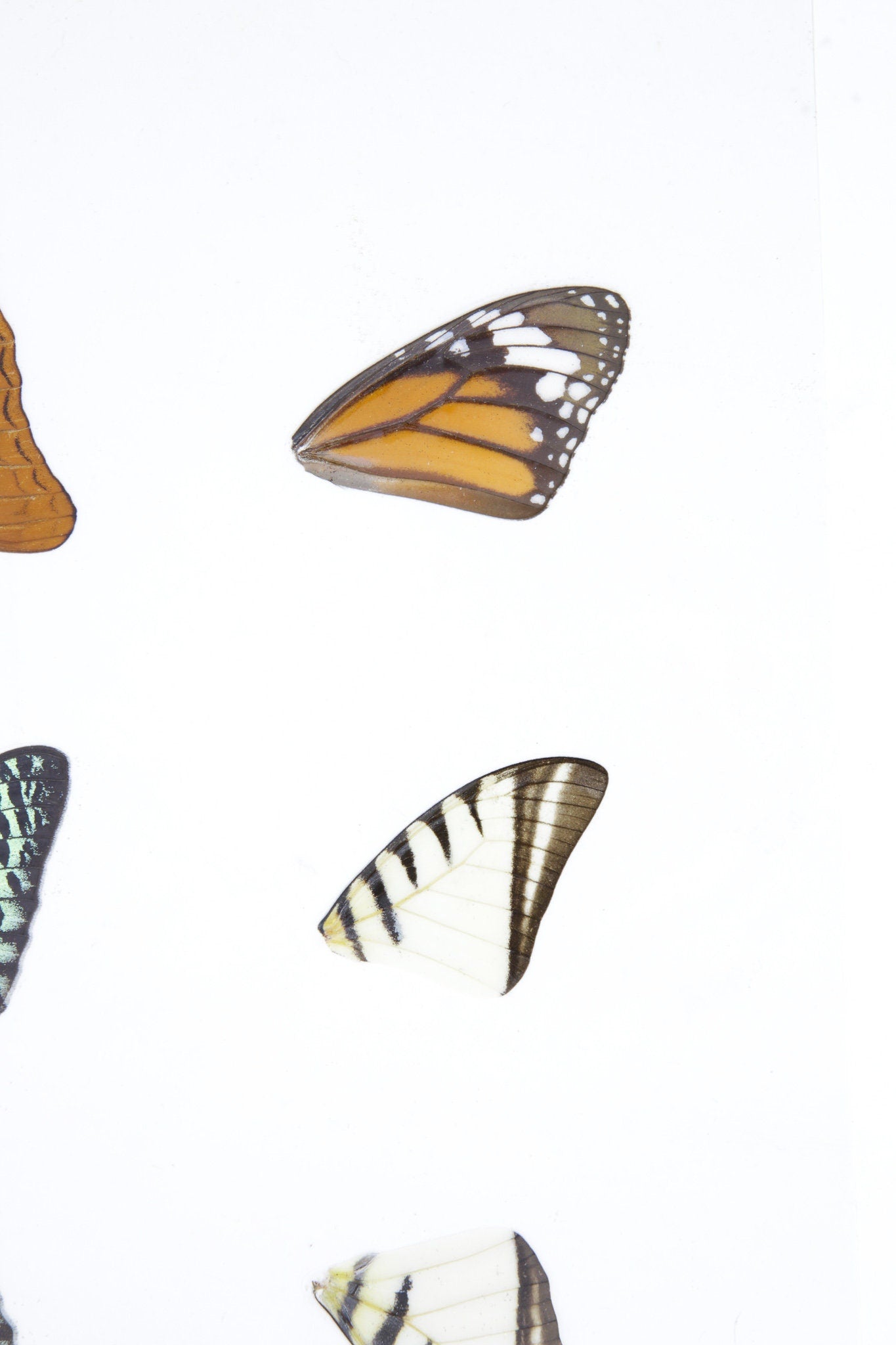 Laminated Sheet of Real Butterfly Wings | A5 Glossy 80 mic 154 x 216mm #AW9