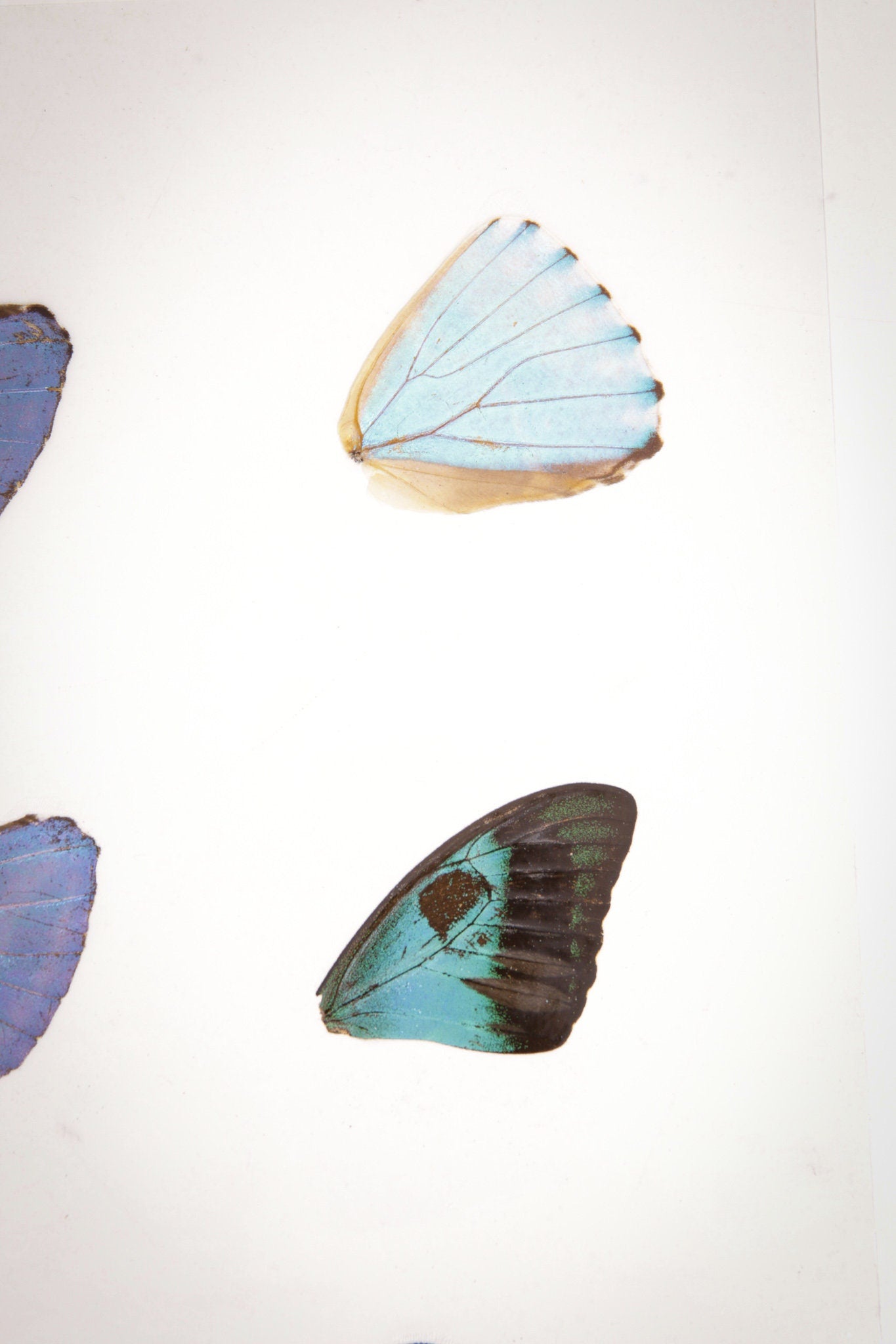 Laminated Sheet of Real Butterfly Wings | A5 Glossy 80 mic 154 x 216mm #AW10