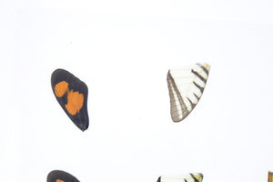 Laminated Sheet of Real Butterfly Wings | A5 Glossy 80 mic 154 x 216mm #AW14