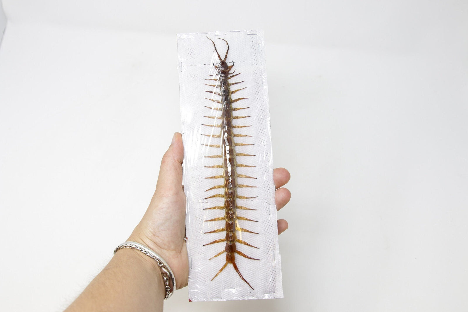 Lot of 5 Giant Centipedes (Scolopendra subspinipes) 6-8 Inches Spread Specimens A1, Ideal for Framing, Wholesale