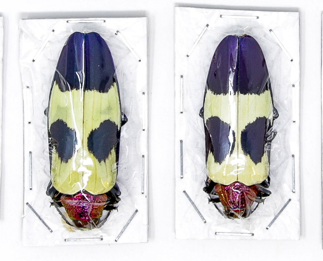 TWO (2) Red Speckled Jewel Beetles | Chrysochroa buqueti rugicollis | A1 Entomology Specimens