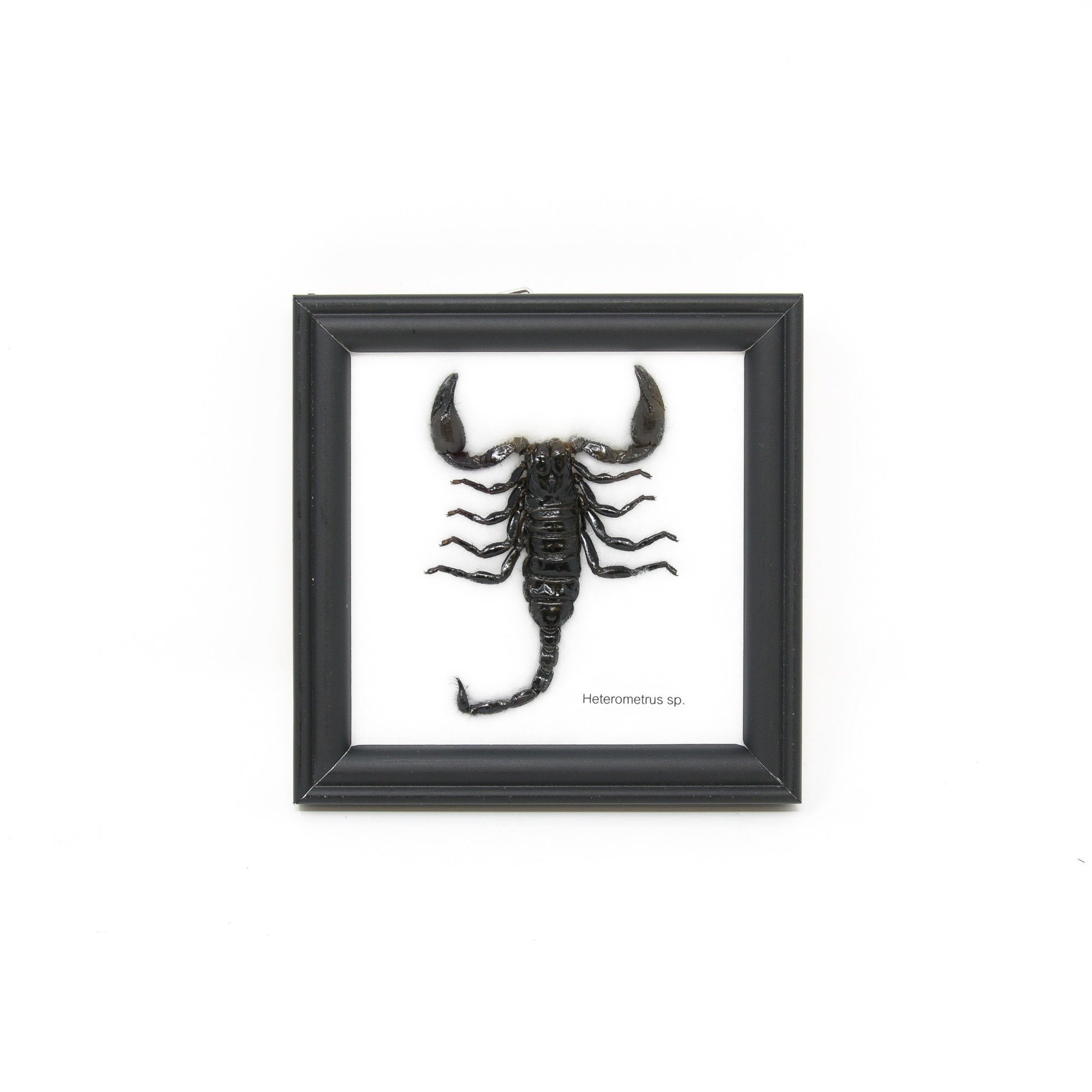 Thai Black Forest Scorpion FRAMED (Hetrometrus sp.) | Real Specimen Mounted Under Glass, Wall Hanging Home Décor Framed 5 x 5 In. Gift Boxed