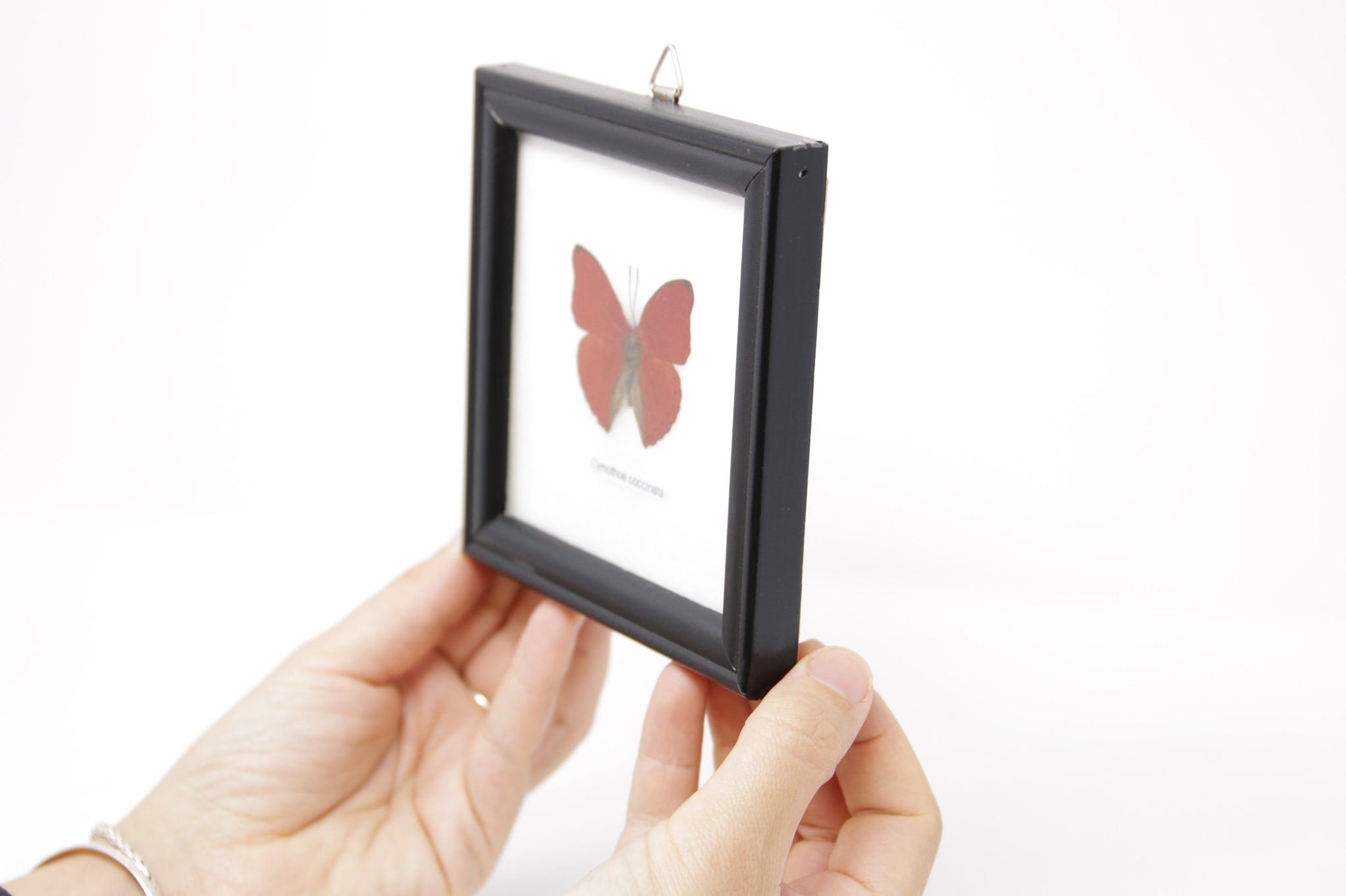 The Blood-red Glider Butterfly (Cymothoe sangaris) Real Butterfly Mounted Under Glass, Wall Hanging Home Décor Framed 5 x 5 In. Gift Boxed