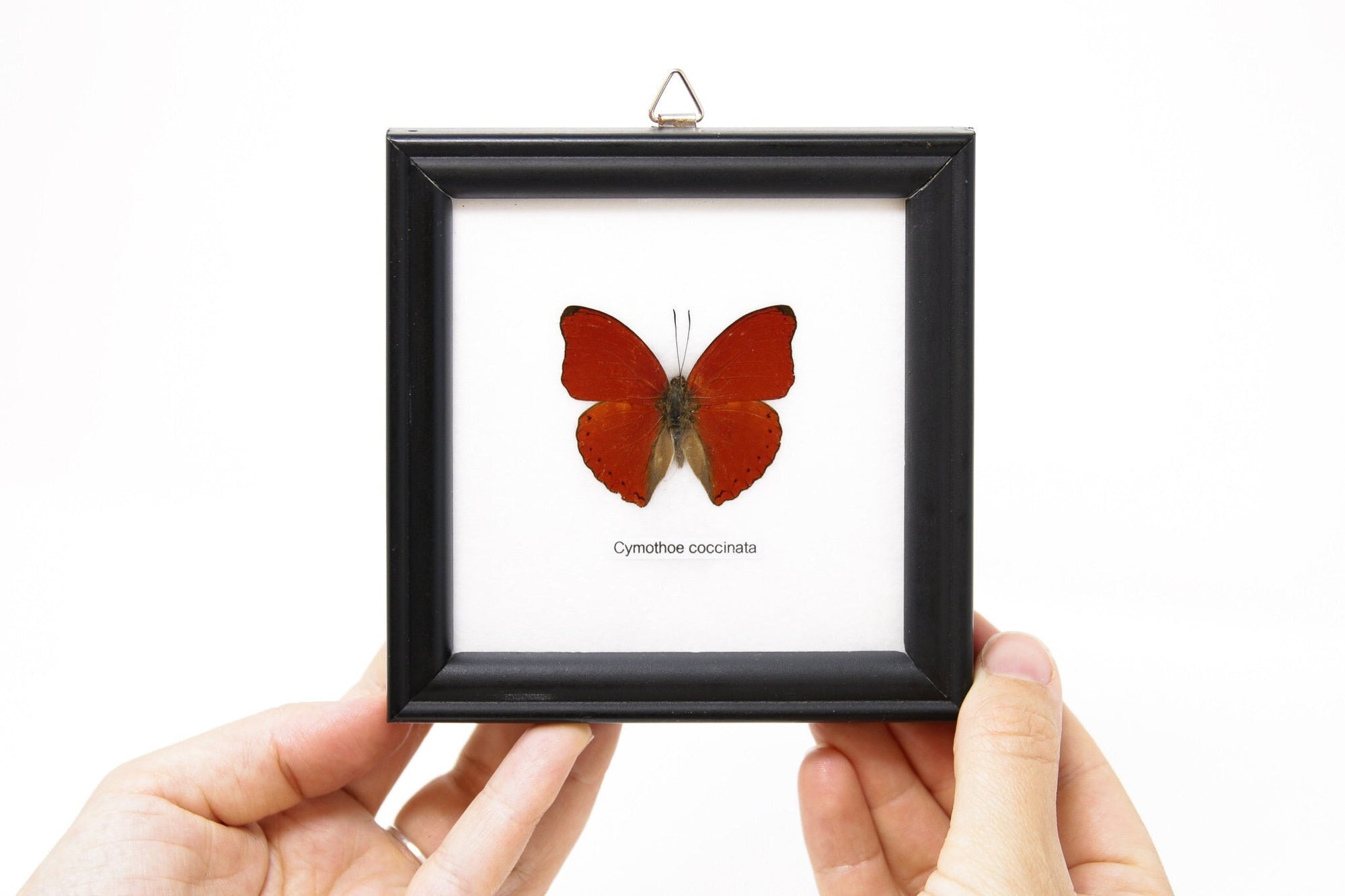 Valentine Blood-red Butterfly (Cymothoe sangaris) Real Butterfly Mounted Under Glass, Wall Hanging Home Décor Framed 5 x 5 In. Gift Boxed