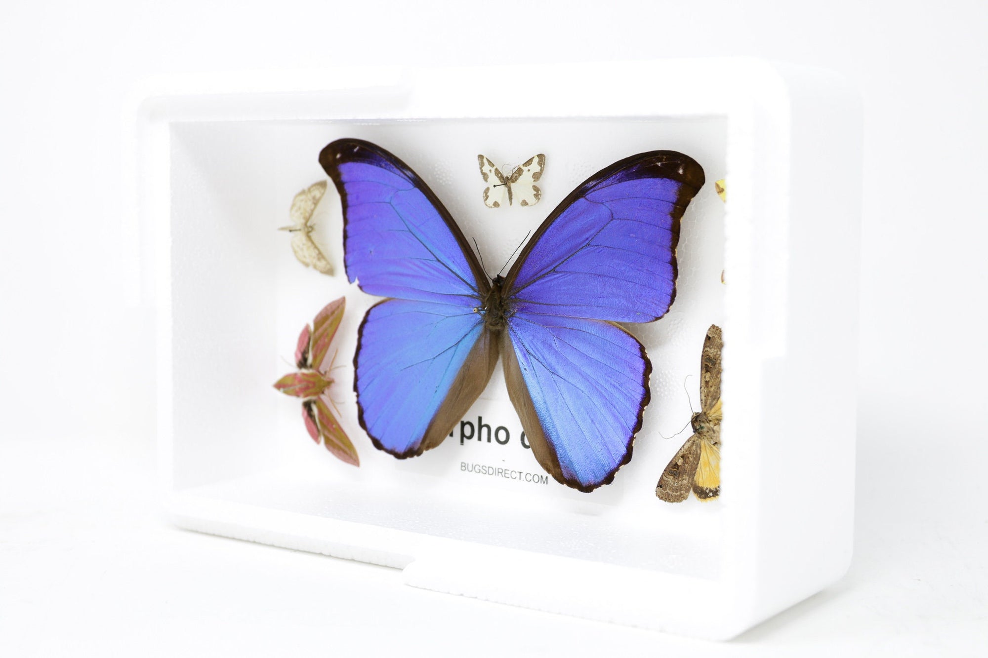 Blue Morpho & Assorted Butterflies, A1 Quality, Entomology, Real Lepidoptera Specimens #SE56