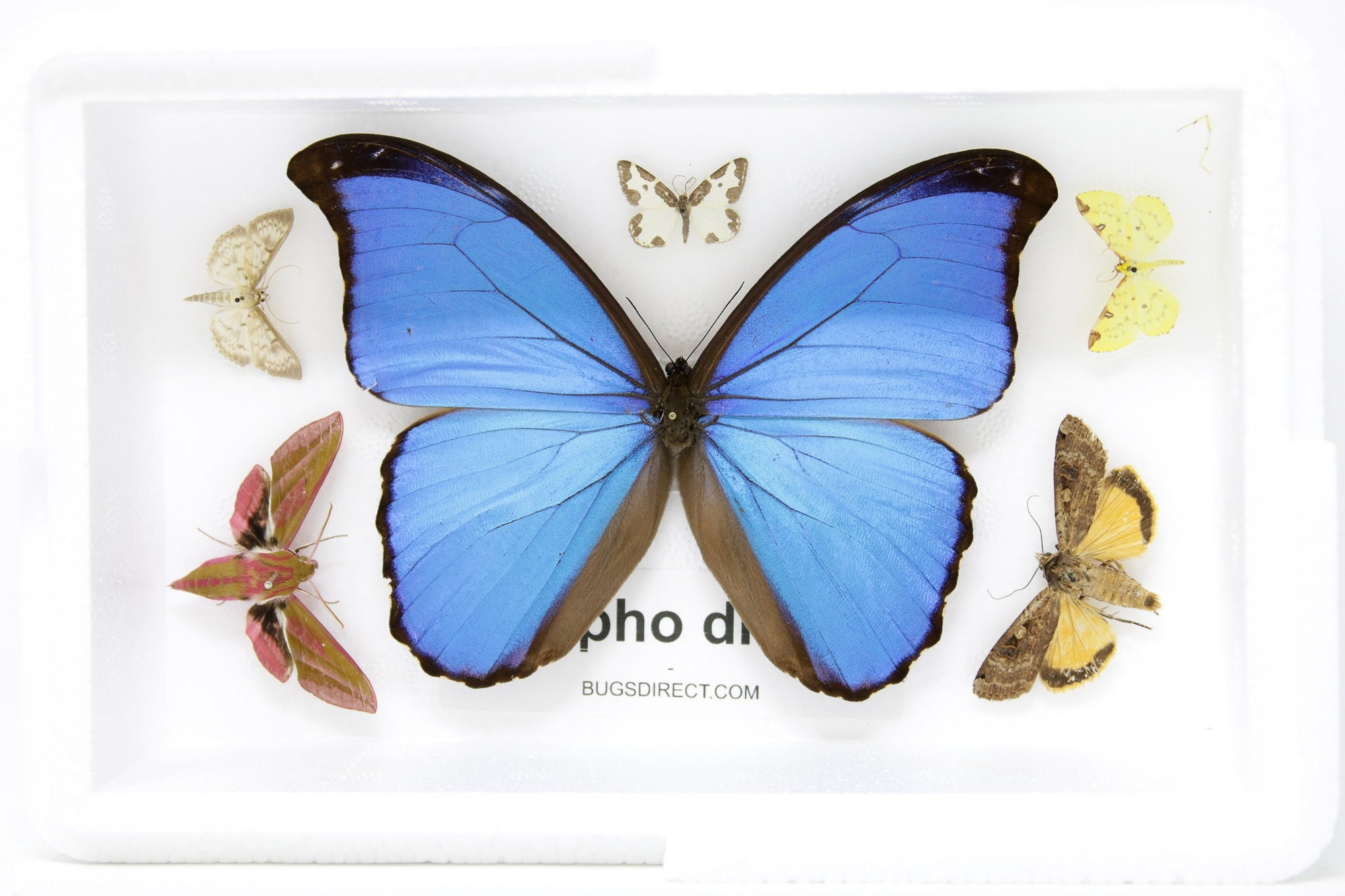 Blue Morpho & Assorted Butterflies, A1 Quality, Entomology, Real Lepidoptera Specimens #SE56