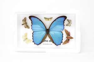 Blue Morpho & Assorted Butterflies, A1 Quality, Entomology, Real Lepidoptera Specimens #SE57