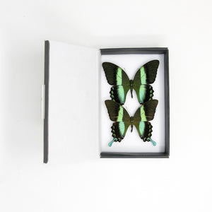 TWO (2) Green Swallowtail Butterflies (Papilio blumei) A1 SPREAD-SPECIMENS