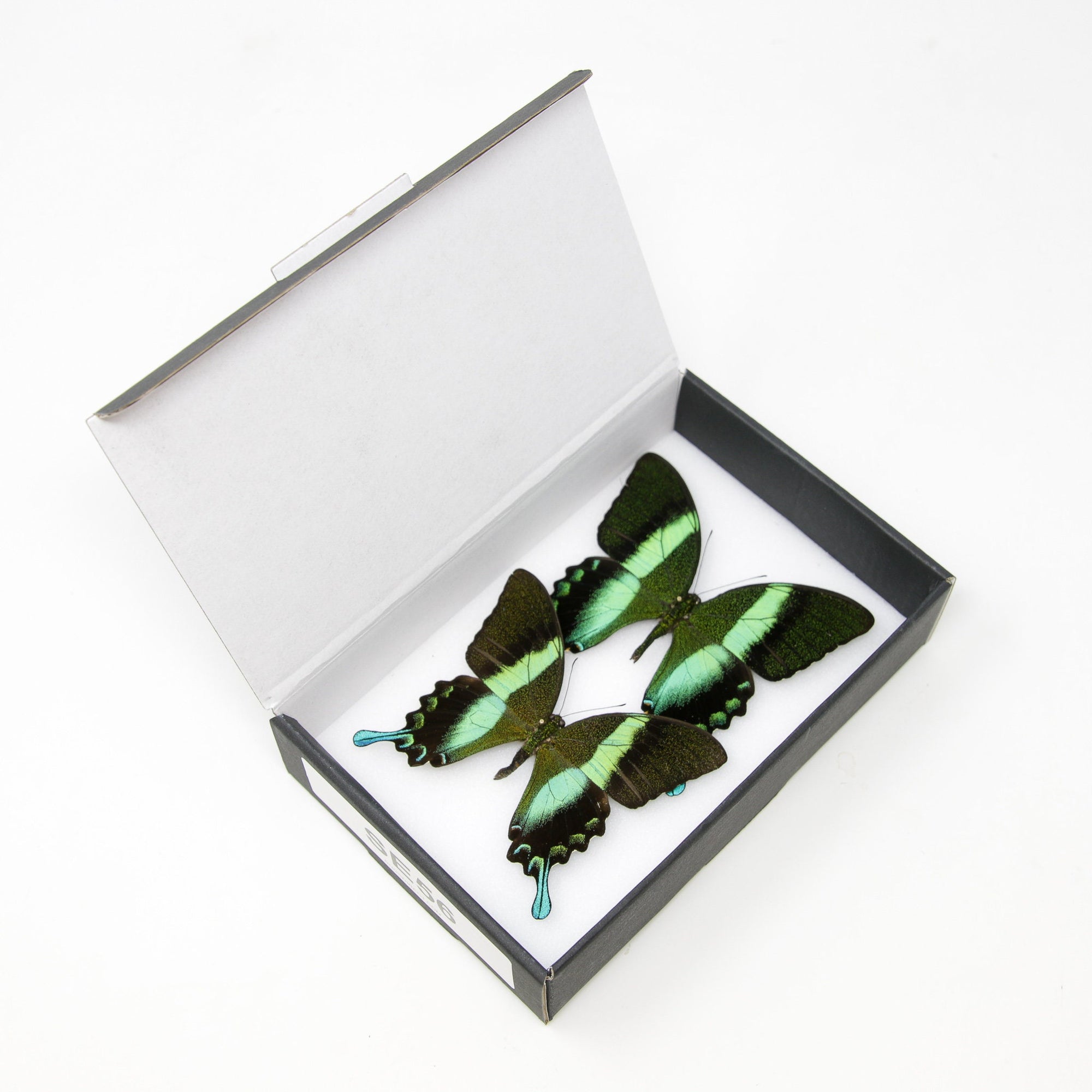 TWO (2) Real Green Swallowtail Butterflies (Papilio blumei) A1 Quality SET SPECIMENS, Lepidoptera Entomology Box #SE56