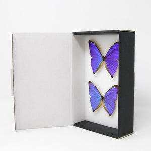 TWO (2) The Aega Morpho Butterflies (Morpho aega) A1- Quality SET SPECIMENS, Lepidoptera Entomology Box #SE46