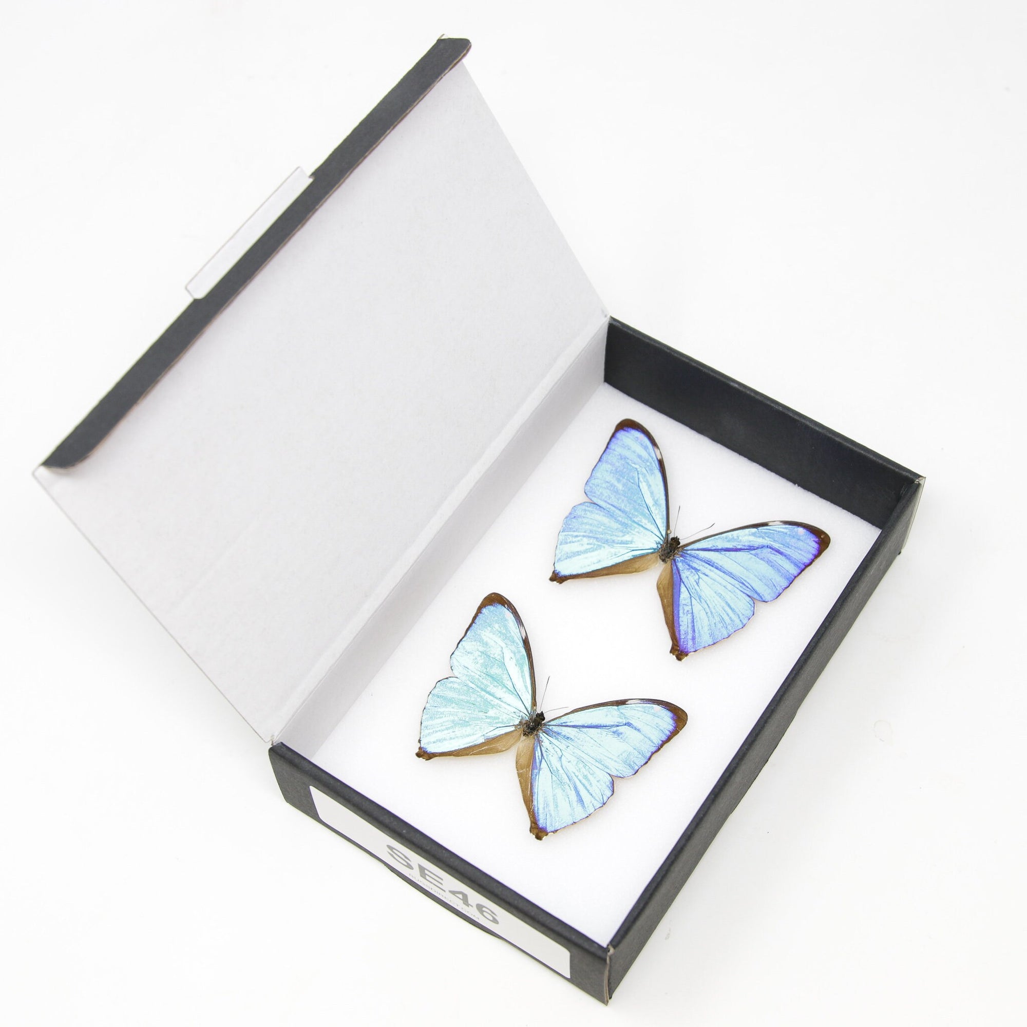 TWO (2) The Aega Morpho Butterflies (Morpho aega) A1- Quality SET SPECIMENS, Lepidoptera Entomology Box #SE46