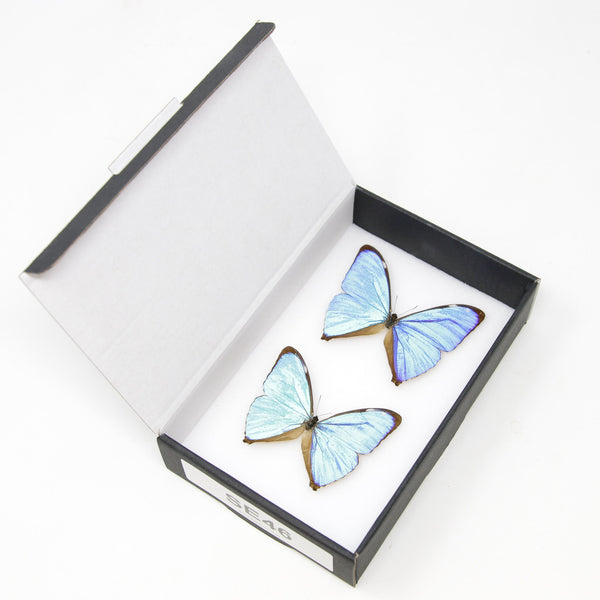 アエガモルフォ蝶（Morpho aega）A1品質セット標本 2点、昆虫学