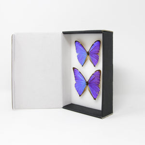 TWO (2) The Aega Morpho Butterflies (Morpho aega) A1- Quality SET SPECIMENS, Lepidoptera Entomology Box #SE45