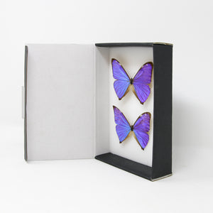 TWO (2) The Aega Morpho Butterflies (Morpho aega) A1- Quality SET SPECIMENS, Lepidoptera Entomology Box #SE44