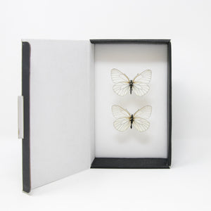 A Collection of Palearctic Butterflies with Scientific Collection Data, A1 Quality, Entomology, Real Lepidoptera Specimens #SE41