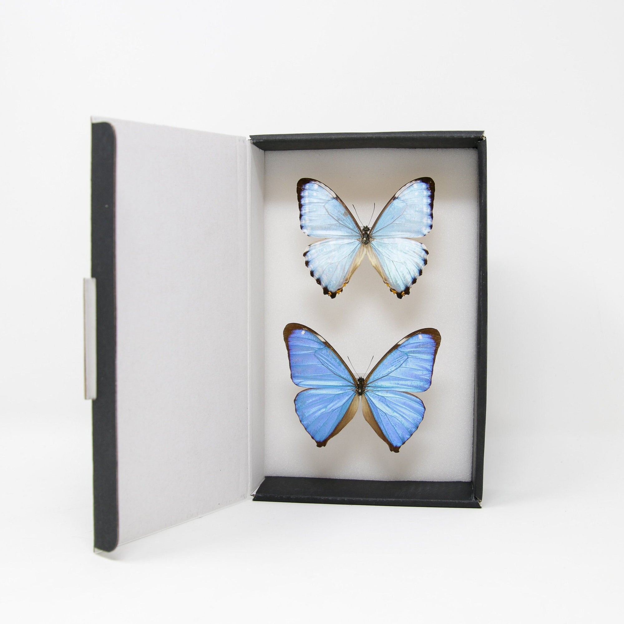 TWO (2) Blue Morpho Butterflies (Morpho aega / M. portis) A1- Quality SET SPECIMENS, Lepidoptera Entomology Box #SE39