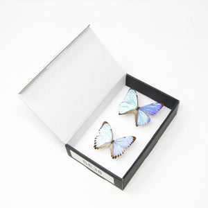 TWO (2) Blue Morpho Butterflies (Morpho aega / M. portis) A1- Quality SET SPECIMENS, Lepidoptera Entomology Box #SE38