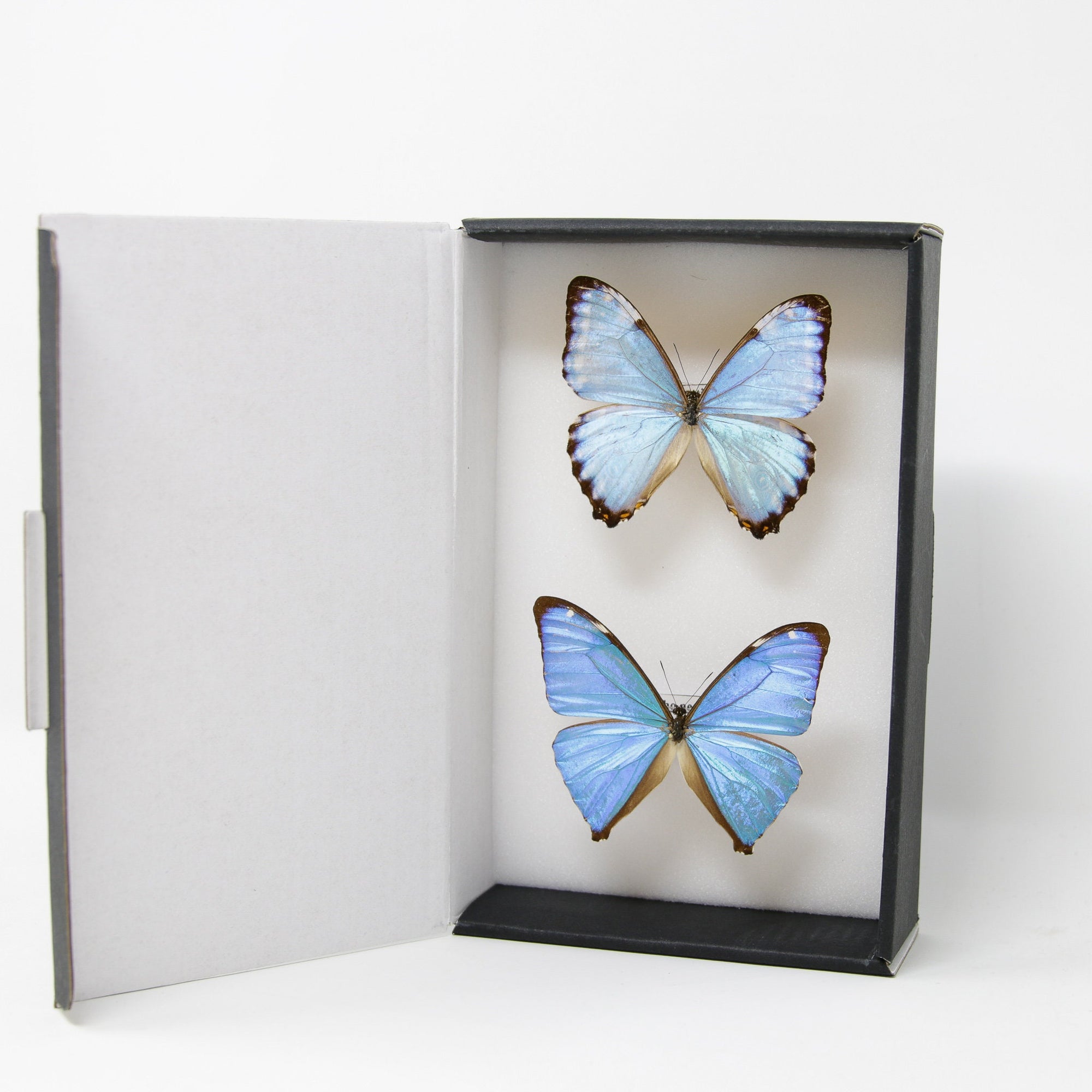 TWO (2) Blue Morpho Butterflies (Morpho aega / M. portis) A1- Quality SET SPECIMENS, Lepidoptera Entomology Box #SE37