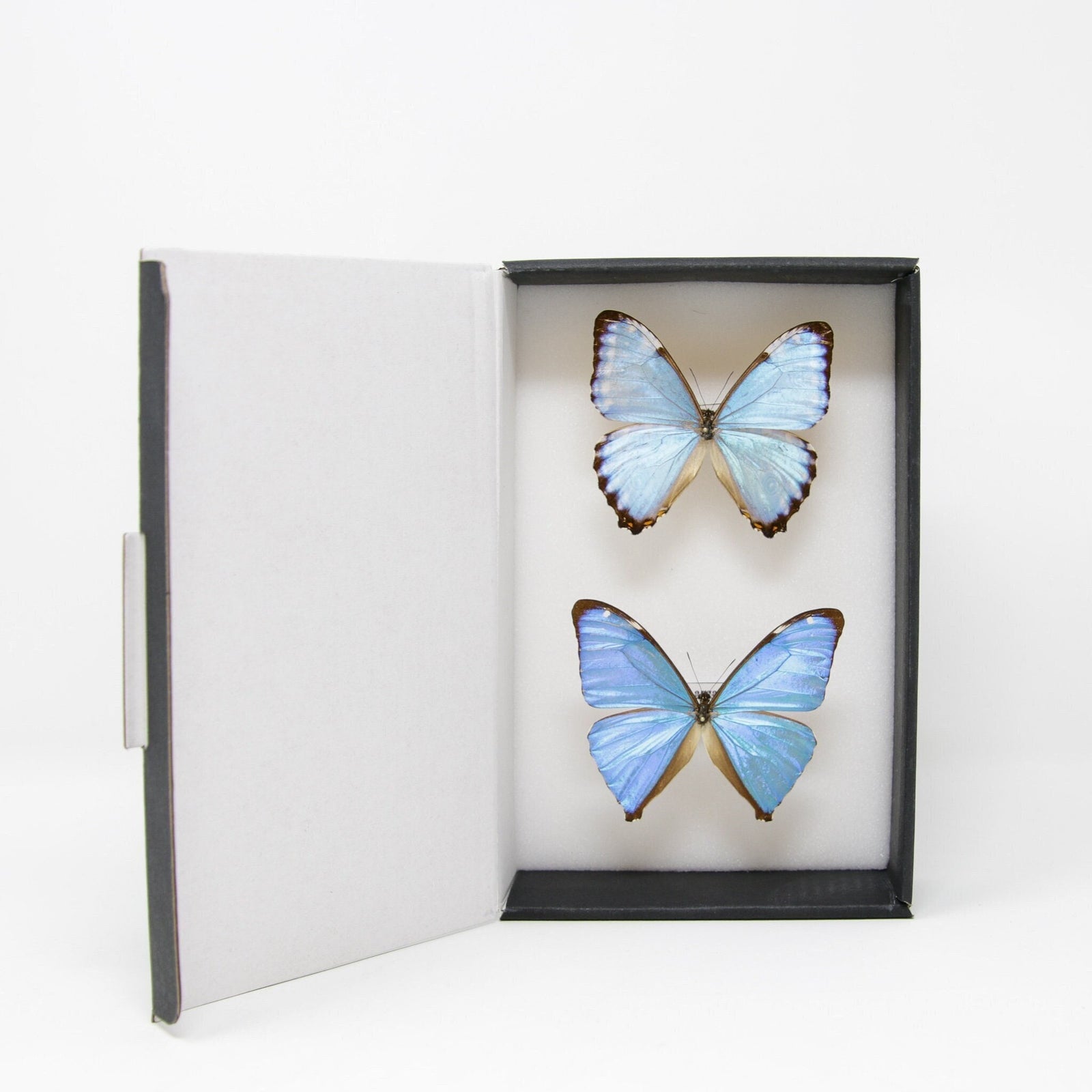 TWO (2) Blue Morpho Butterflies (Morpho aega / M. portis) A1- Quality SET SPECIMENS, Lepidoptera Entomology Box #SE37