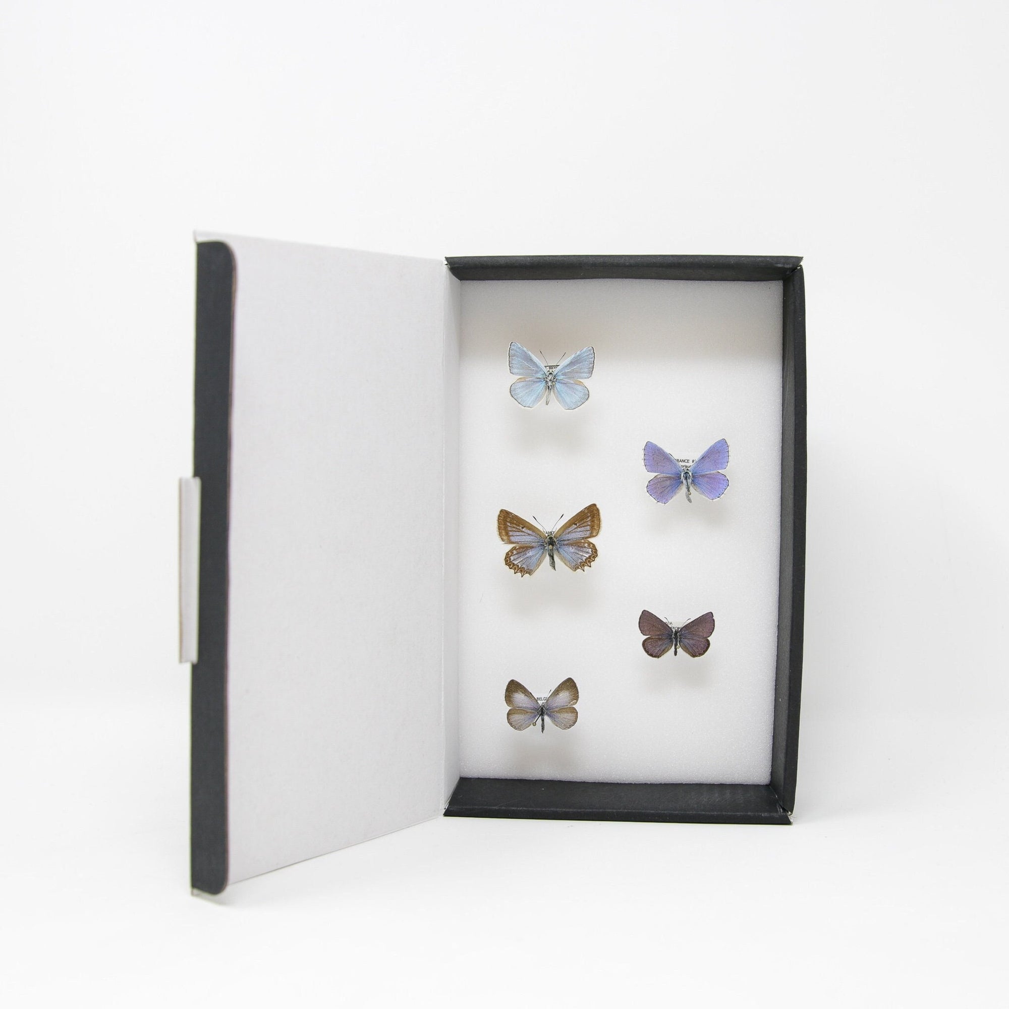 A Collection of Palearctic Blue Butterflies (Various species) with Scientific Collection Data, A1 Quality, Real Lepidoptera Specimens #SE35
