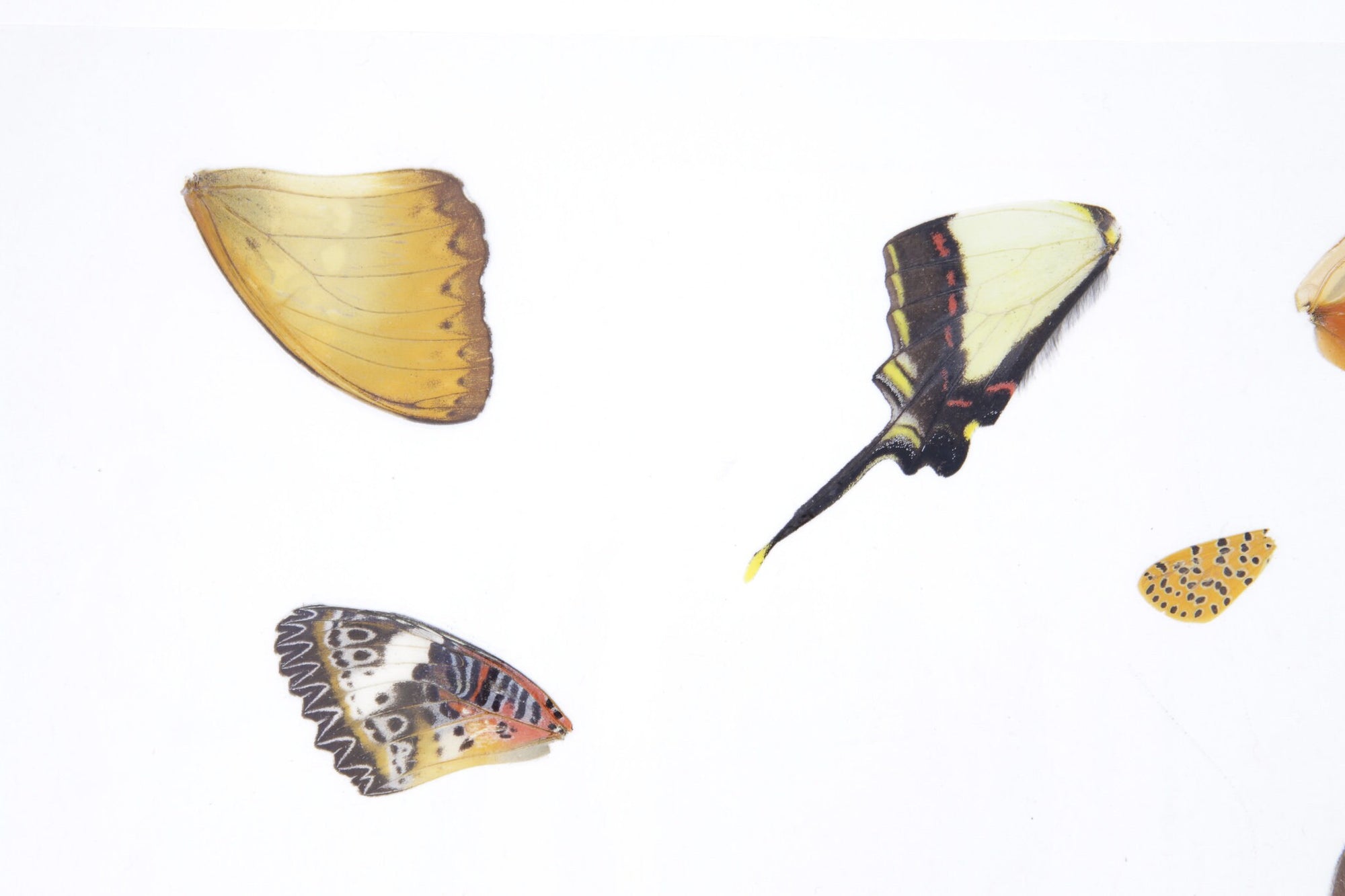 Laminated Sheet of Real Butterfly Wings | A5 Glossy 80 mic 154 x 216mm #AW23