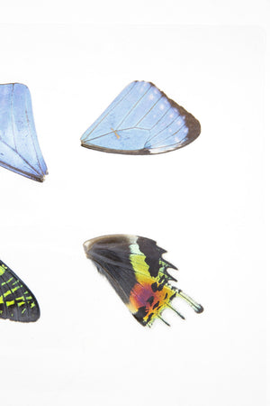 Laminated Sheet of Real Butterfly Wings | A5 Glossy 80 mic 154 x 216mm #AW26