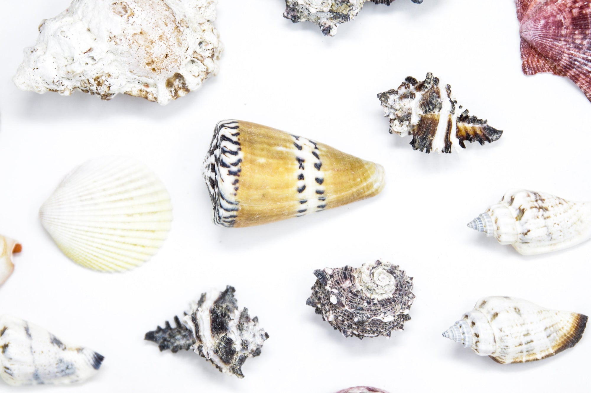 Tropical Sea Shells Collection, Ideal for Collecting, Arts & Crafts, Still Life Drawing, Photography