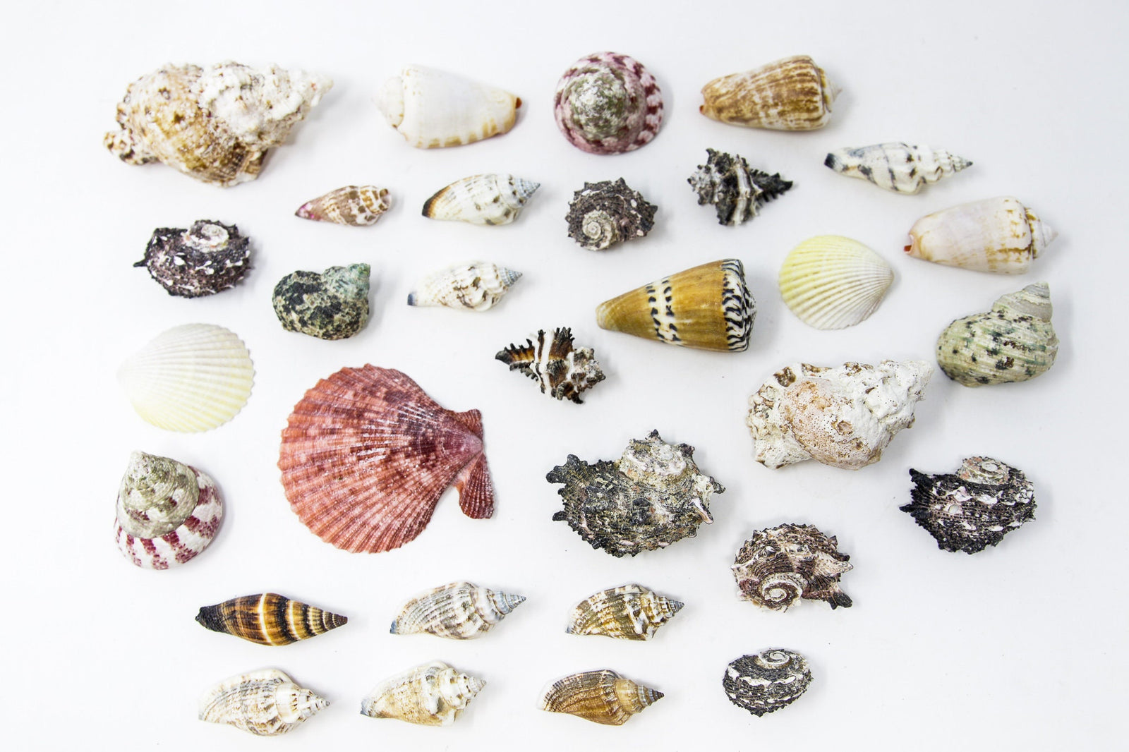 Tropical Sea Shells Collection, Ideal for Collecting, Arts & Crafts, Still Life Drawing, Photography