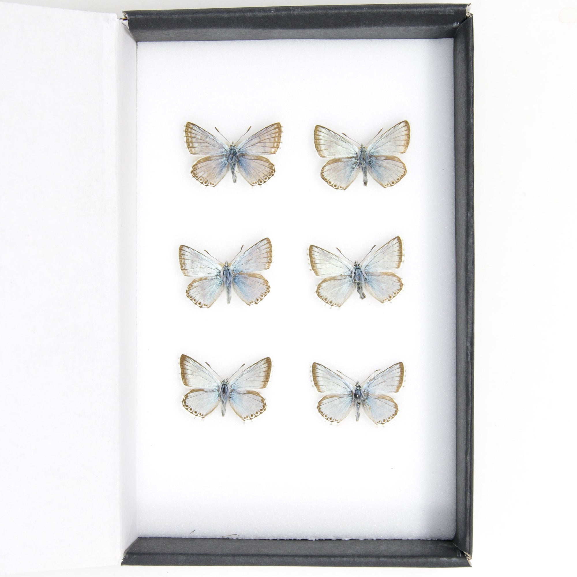 A Collection of Chalkhill Blue Butterflies (Lysandra coridon) with Scientific Collection Data, A1 Quality, Real Lepidoptera Specimens #SE02