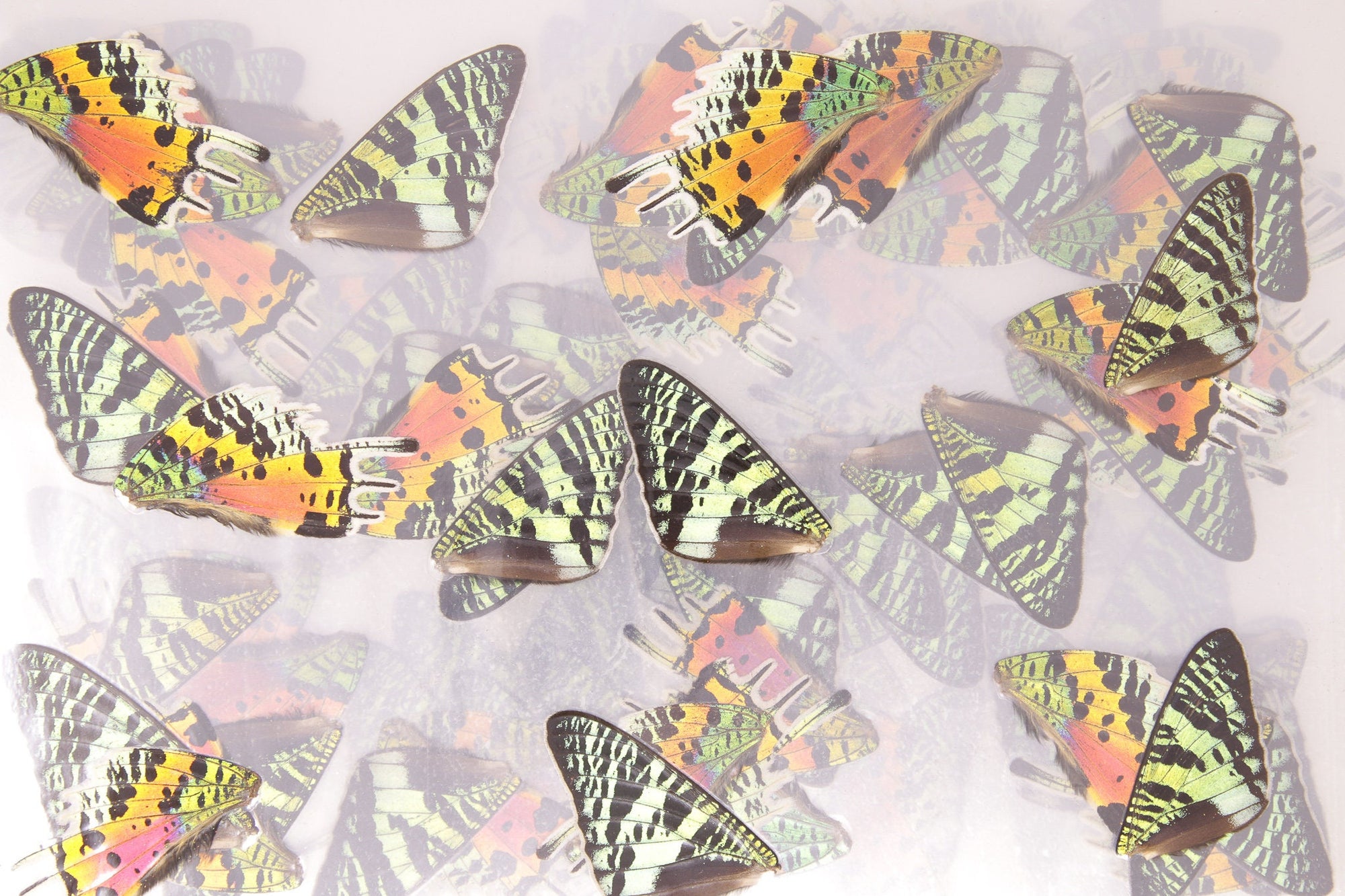 Laminated Sheets (16 WINGS) Chrysiridia rhipheus Real Sunset Moths Butterfly Wings | A4 Glossy 150 microns 216x303mm