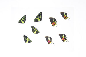 Laminated Sheets (16 WINGS) Chrysiridia rhipheus Real Sunset Moths Butterfly Wings | A4 Glossy 150 microns 216x303mm