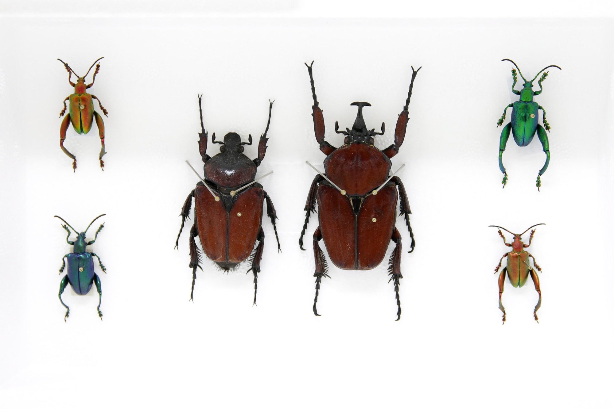Pair of African Flower Beetles (Fornasinius russus) and Sagra Beetles, A1 Quality, Entomology, Real Taxidermy Specimens #SE66